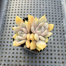 Echeveria 'Pastel Leon' 2" Succulent Plant