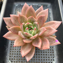 Echeveria 'Purple Champaign' 4" Succulent Plant