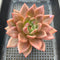 Echeveria 'Purple Champaign' 4" Succulent Plant