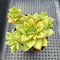 Echeveria Agavoides 'Wrinkle Maria' 2"-3" Cluster Succulent Plant