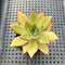 Echeveria Agavoides 'Rusty Nail' 2" Succulent Plant