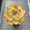 Echeveria 'Flora' 2" Succulent Plant