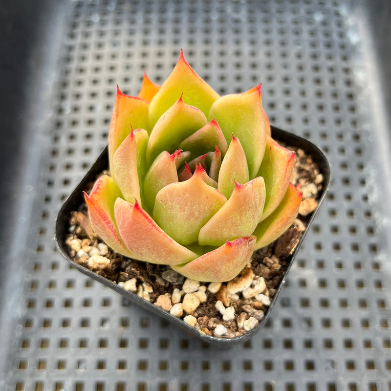 Echeveria 'Jade Star' 2" Succulent Plant