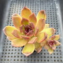 Echeveria 'Fushike' 2" Succulent Plant