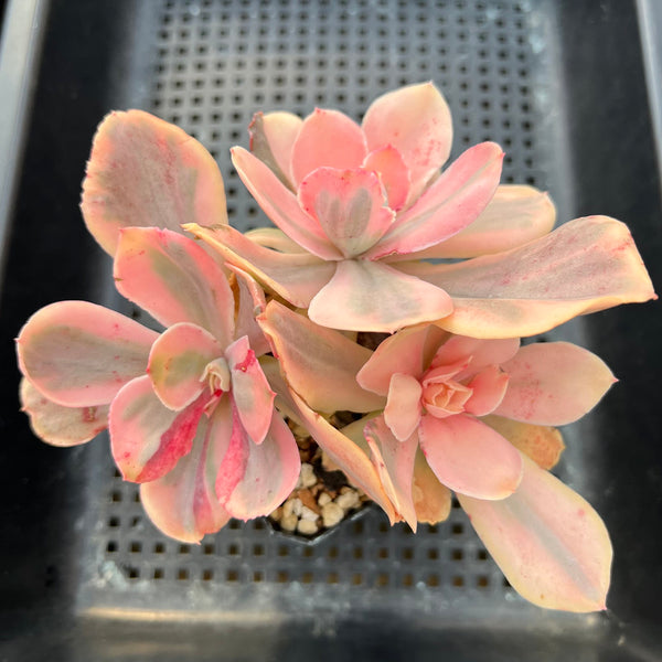 Echeveria 'Pink Angel' Variegated 4"-5" Cluster Succulent Plant