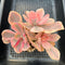 Echeveria 'Pink Angel' Variegated 4"-5" Cluster Succulent Plant