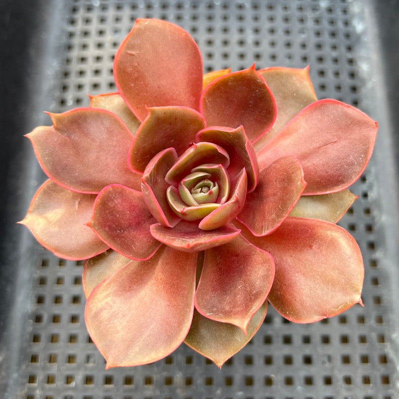 Echeveria 'Red Tan' 3"-4" Succulent Plant