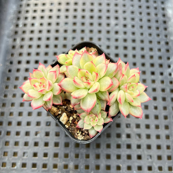 Echeveria 'Golden Mebina' Variegated 2" Cluster Succulent Plant