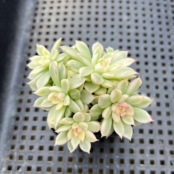 Echeveria 'Mebina' Variegated 2" Cluster Succulent Plant