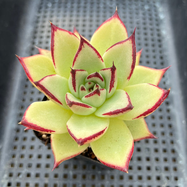 Echeveria Agavoides 'Montana' 3” Succulent Plant