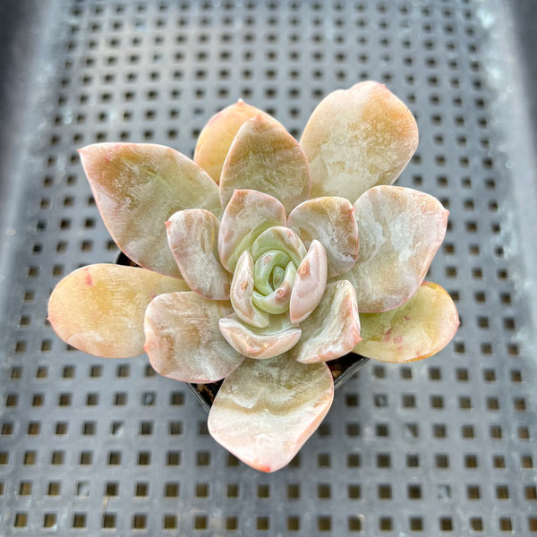 Echeveria 'Bambino' 2" Succulent Plant