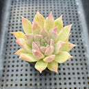 Echeveria Colorata Hybrid 2" Succulent Plant