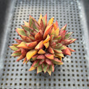 Echeveria Purposorum Hybrid 2"-3" Cluster Succulent Plant