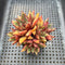 Echeveria Purposorum Hybrid 2"-3" Cluster Succulent Plant