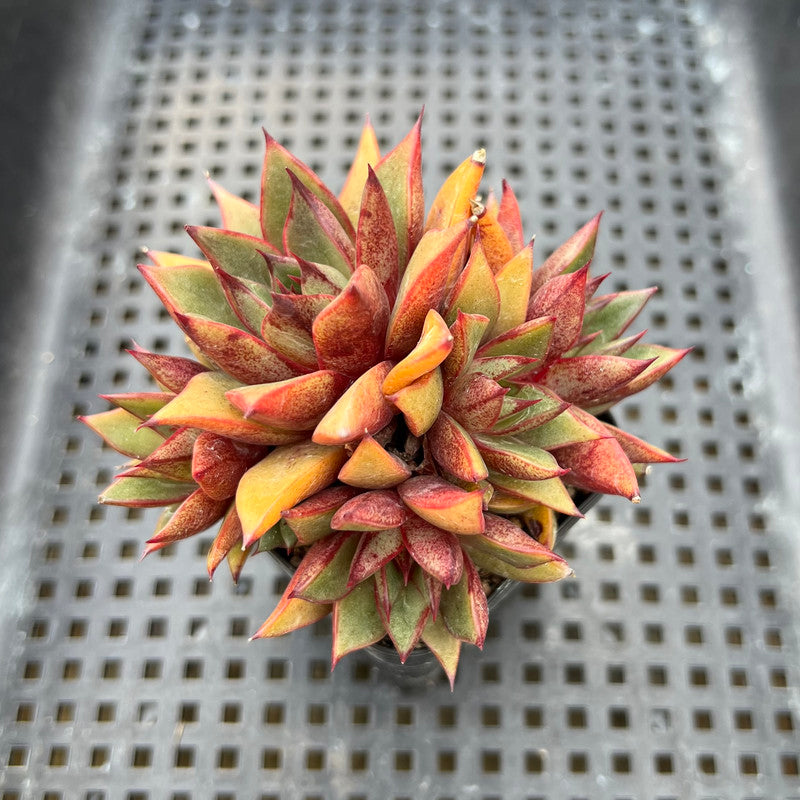 Echeveria Purposorum Hybrid 2"-3" Cluster Succulent Plant