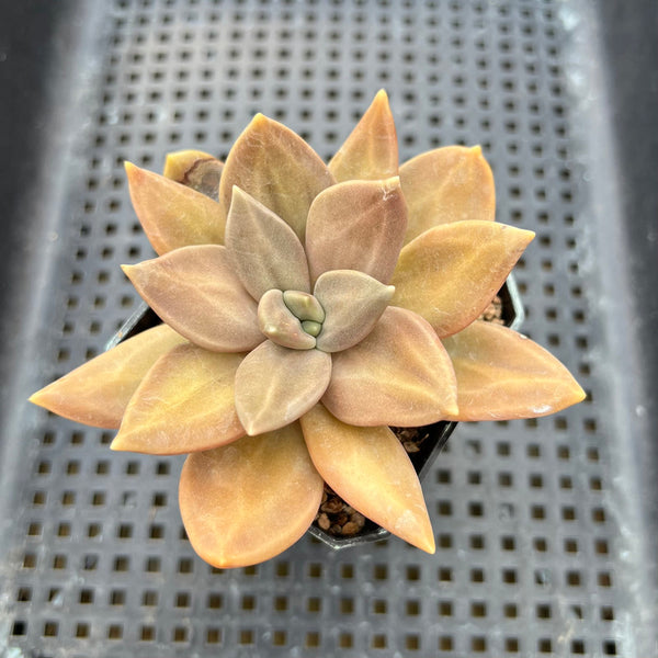 Echeveria Xichuensis 3"-4" Succulent Plant