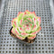 Echeveria Chihuahuaensis 1"-2" Succulent Plant