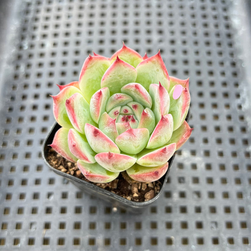 Echeveria Chihuahuaensis 1"-2" Succulent Plant