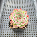 Echeveria Chihuahuaensis 1"-2" Succulent Plant