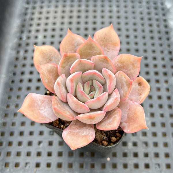 Echeveria 'Fiona' 1"-2" Succulent Plant