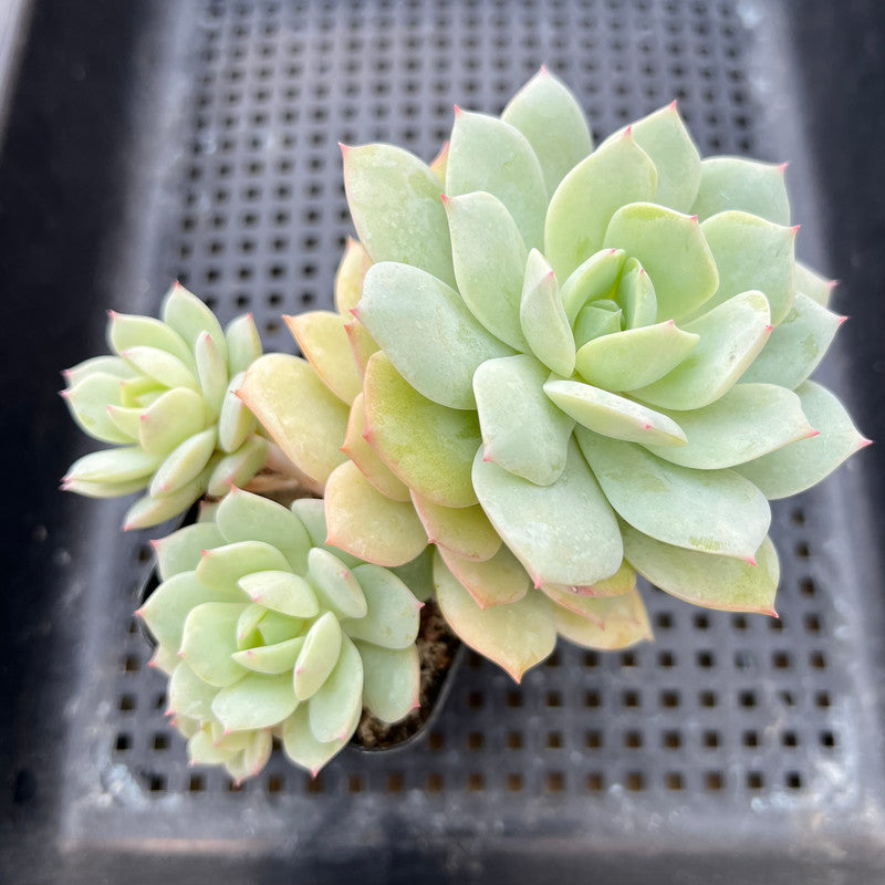 Echeveria 'Beginner' 2"-3" Cluster Succulent Plant