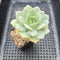 Echeveria 'Beginner' 2"-3" Succulent Plant