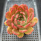 Echeveria 'Glam Pink' 3" Succulent Plant