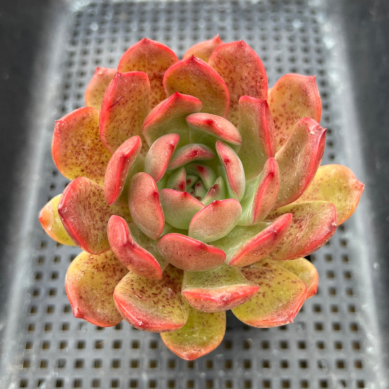 Echeveria 'Glam Pink' 3" Succulent Plant