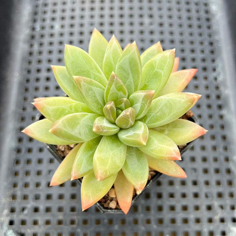 Pachyphytum Compactum 'Glaucum' 2" Succulent Plant