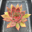 Echeveria 'Bouquet' 3"-4" Succulent Plant