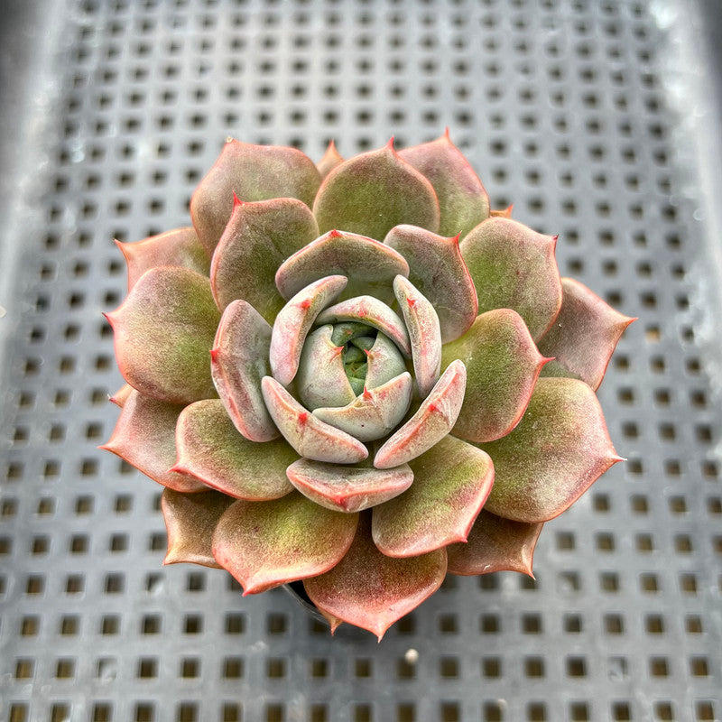 Echeveria 'Puggle' 2" Succulent Plant