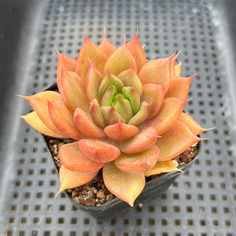 Echeveria sp. 3" Succulent Plant