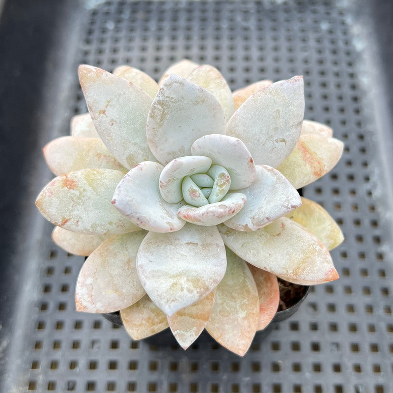 Echeveria Laui 3"-4" Succulent Plant