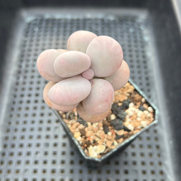 Graptopetalum 'Kupumiin' 1" Succulent Plant