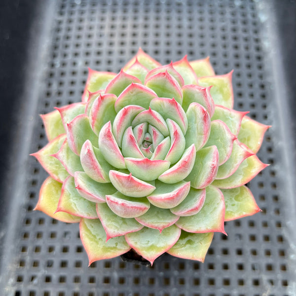 Echeveria 'Silhouette' 3" Succulent Plant