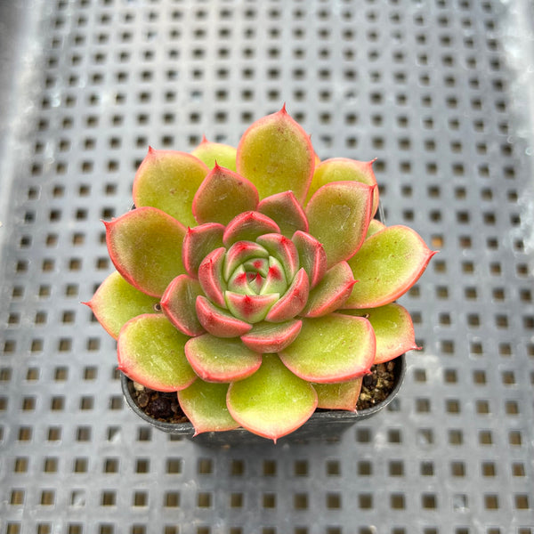 Echeveria 'Rudolph' 1" Succulent Plant