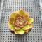 Echeveria 'Rudolph' 1" Succulent Plant