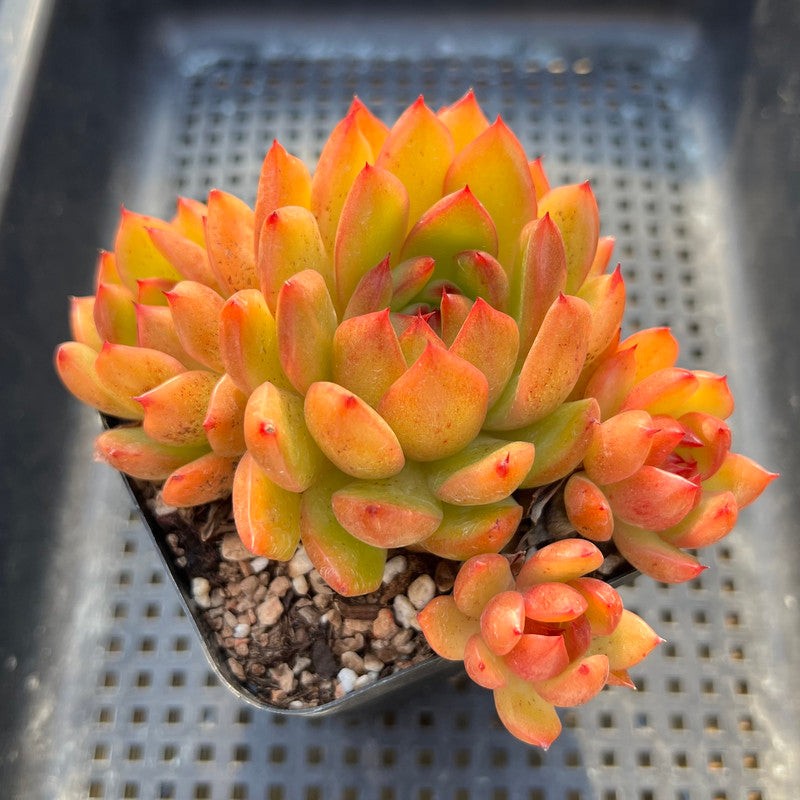 Echeveria sp. 3" Succulent Plant