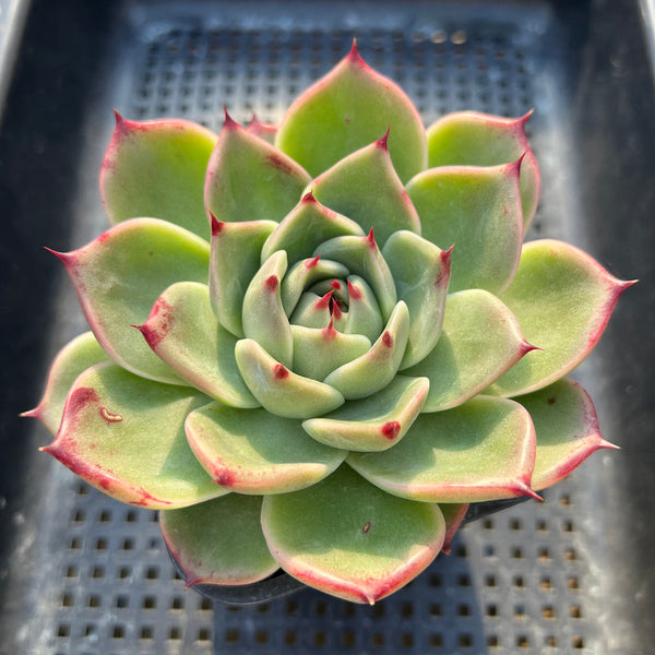 Echeveria sp. 3" Succulent Plant