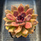 Echeveria 'Dark Chocolate' 3" Succulent Plant