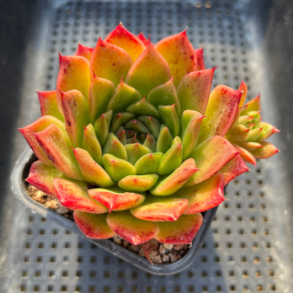 Echeveria 'Elizabeth' 3"-4" Succulent Plant