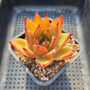 Echeveria Agavoides sp. 2" Succulent Plant