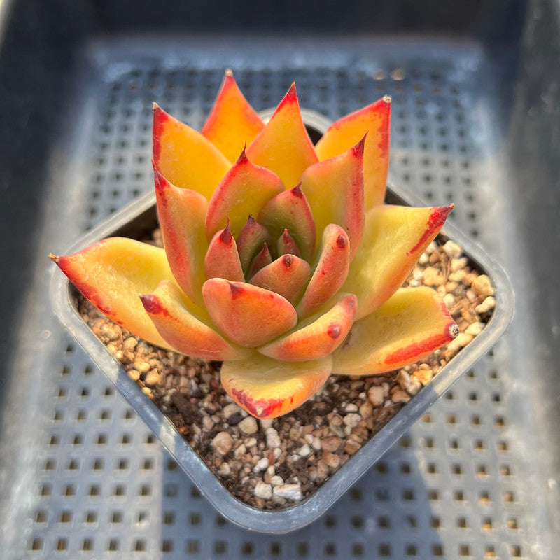 Echeveria Agavoides sp. 2" Succulent Plant