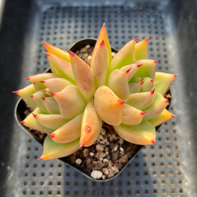 Echeveria Agavoides 'My Way' 3"-4" Succulent Plant