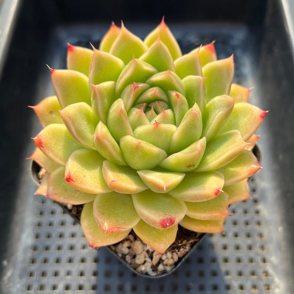 Echeveria 'Jellda' 3" Succulent Plant