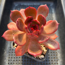 Echeveria 'Secret Garden' 4" New Air Magic Hybrid Succulent Plant