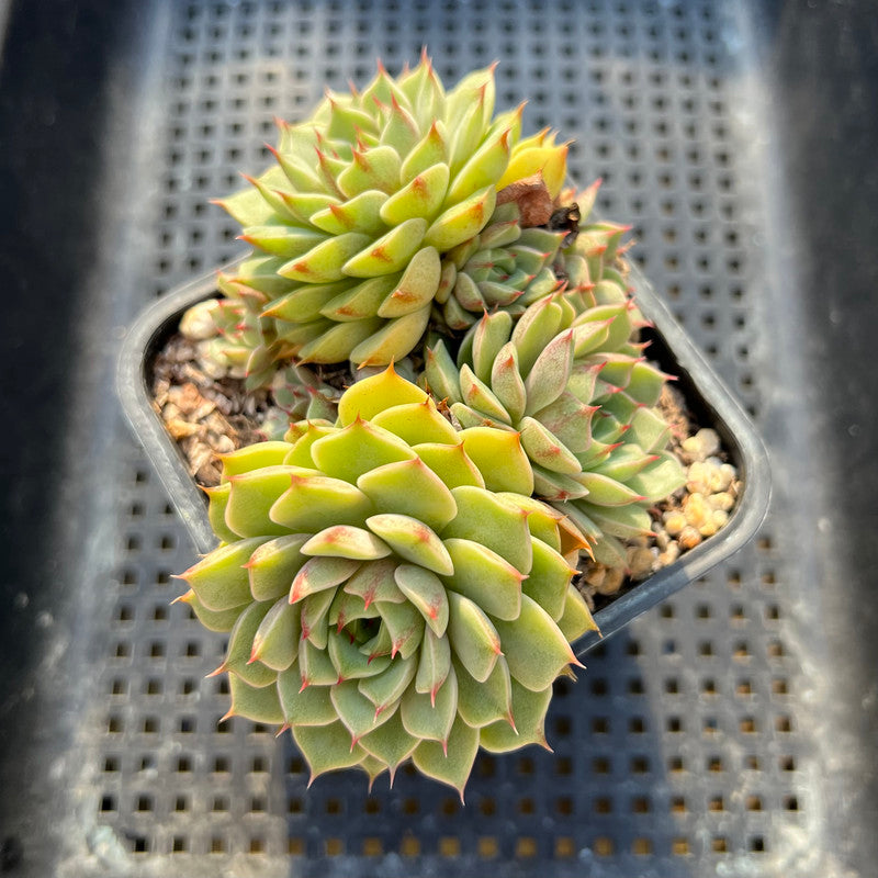 Echeveria 'Ben Badis' 2" Succulent Plant