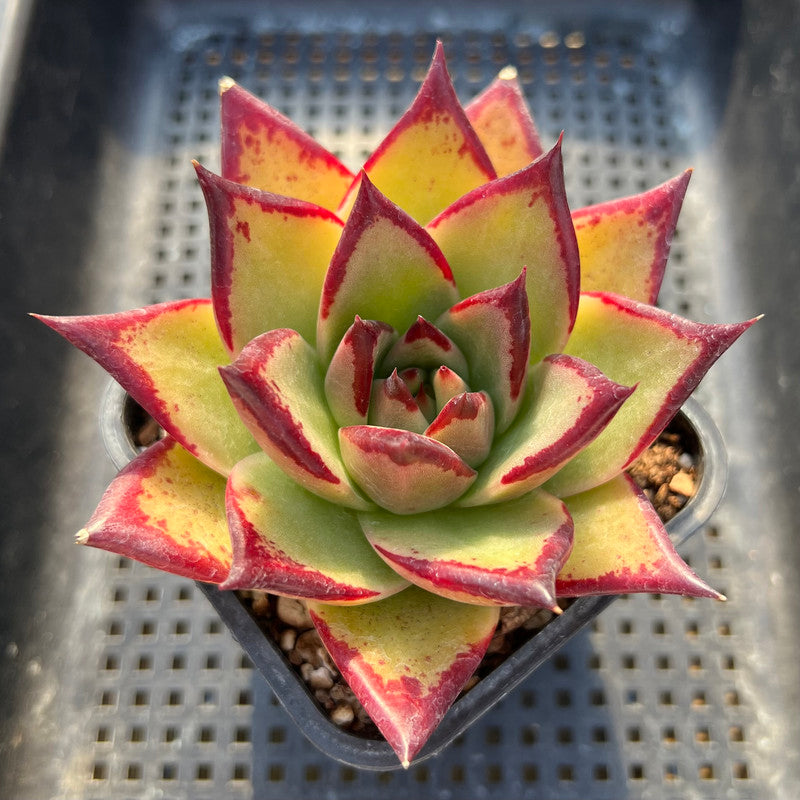 Echeveria Agavoides 'Ebony' 3"-4" Succulent Plant