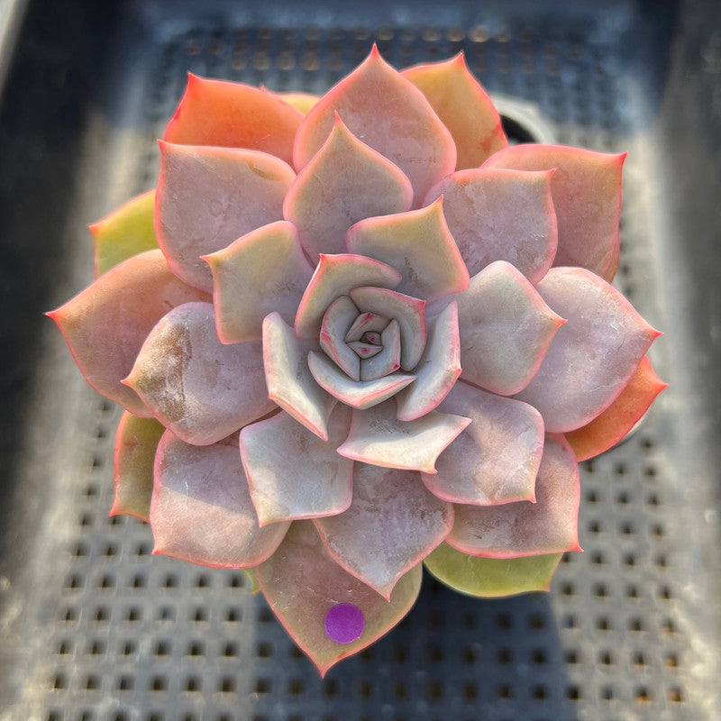 Echeveria 'Apricot Story' 3"-4" Succulent Plant