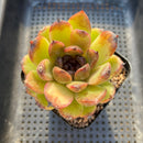 Echeveria 'Black Queen' Hybrid 3"-4" Succulent Plant